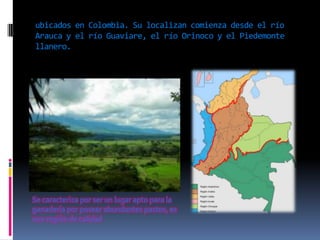 ubicados en Colombia. Su localizan comienza desde el río
Arauca y el río Guaviare, el río Orinoco y el Piedemonte
llanero....