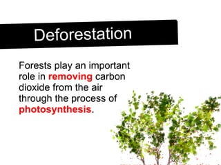 Deforestation Forests play an important role in  removing  carbon dioxide from the air through the process of  photosynthesis . 