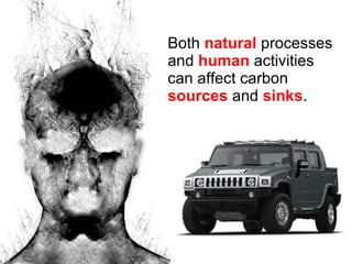 Both  natural  processes and  human  activities can affect carbon  sources  and  sinks . 