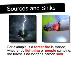 For example, if a  forest fire  is started, whether by  lightning  or  people  camping, the forest is no longer a carbon  sink . Sources and Sinks 