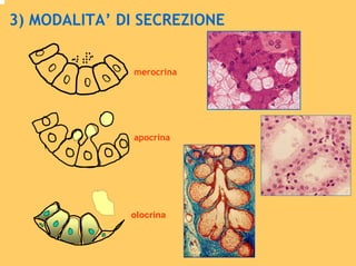 Ghiandole | PDF