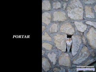PORTAR 