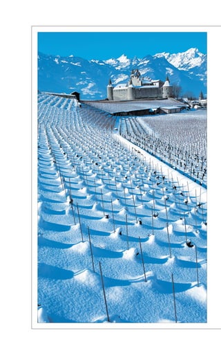 !Ghid Vinurile Lumii