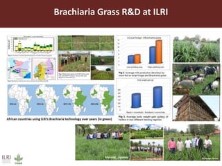 Brachiaria Grass R&D at ILRI
 