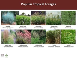 Improved forages increase livestock productivity: Brachiaria grass a success story