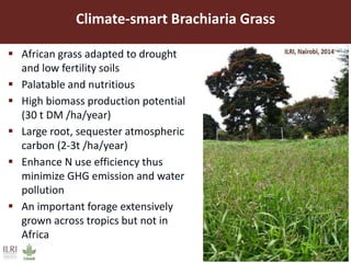 Improved forages increase livestock productivity: Brachiaria grass a success story