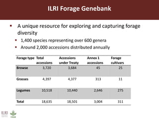 Improved forages increase livestock productivity: Brachiaria grass a success story