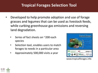 Improved forages increase livestock productivity: Brachiaria grass a success story