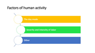 Factors of human activity
The day mode
Severity and intensity of labor
Other
 