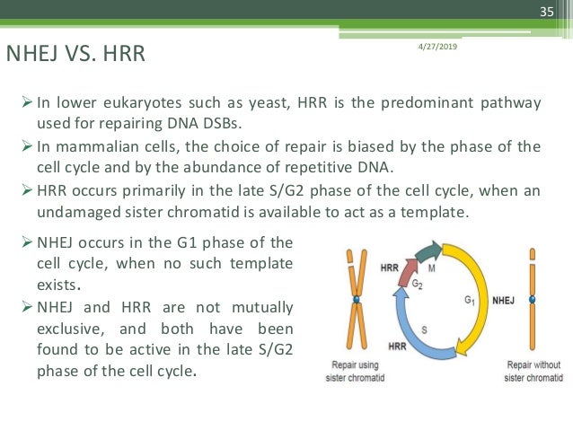 dna damages and repair path