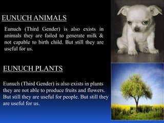 EUNUCH ANIMALS
Eunuch (Third Gender) is also exists in
animals they are failed to generate milk &
not capable to birth child. But still they are
useful for us.


EUNUCH PLANTS

Eunuch (Third Gender) is also exists in plants
they are not able to produce fruits and flowers.
But still they are useful for people. But still they
are useful for us.
 