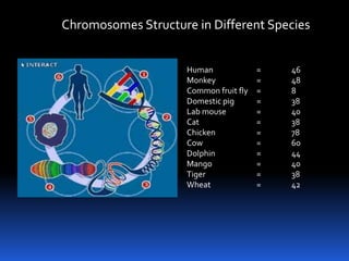 Chromosomes Structure in Different Species


                     Human              =   46
                     Monkey             =   48
                     Common fruit fly   =   8
                     Domestic pig       =   38
                     Lab mouse          =   40
                     Cat                =   38
                     Chicken            =   78
                     Cow                =   60
                     Dolphin            =   44
                     Mango              =   40
                     Tiger              =   38
                     Wheat              =   42
 