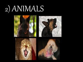 2) ANIMALS
 
