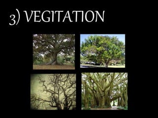 3) VEGITATION
 