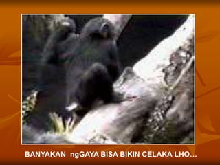 BANYAKAN ngGAYA BISA BIKIN CELAKA LHO…
 