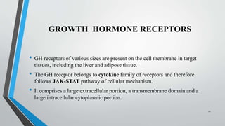 GROWTH HORMONE RECEPTORS
• GH receptors of various sizes are present on the cell membrane in target
tissues, including the liver and adipose tissue.
• The GH receptor belongs to cytokine family of receptors and therefore
follows JAK-STAT pathway of cellular mechanism.
• It comprises a large extracellular portion, a transmembrane domain and a
large intracellular cytoplasmic portion.
12
 