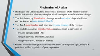Mechanism of Action
• Binding of one GH molecule to extracellular domain of a GH- receptor diamer
results in formation of ternary complex which undergoes a conformational change.
• That is followed by dimerization of receptors and activation of tyrosine kinase
enzyme known as Janus kinase 2 (Jak-2)
• This Jak-2 phosphorylate each other and tyrosine residues of the receptor.
• This leads to cascade of phosphorylation reactions result in activation of:
- proteins transcription(STAT)
- Mitogen activated protein(MAP) kinase
- Phosphoinositide-3-kinase (PI kinase)
• Overall results is linear growth and metabolism of carbohydrate, lipid, mineral &
protein as well as regulation of gene expression.
14
 