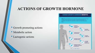 ACTIONS OF GROWTH HORMONE
• Growth promoting actions
• Metabolic action
• Lactogenic actions
15
 