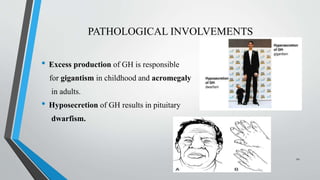 PATHOLOGICAL INVOLVEMENTS
• Excess production of GH is responsible
for gigantism in childhood and acromegaly
in adults.
• Hyposecretion of GH results in pituitary
dwarfism.
22
 