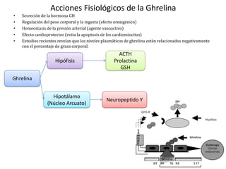 Ghrelina | PPTX