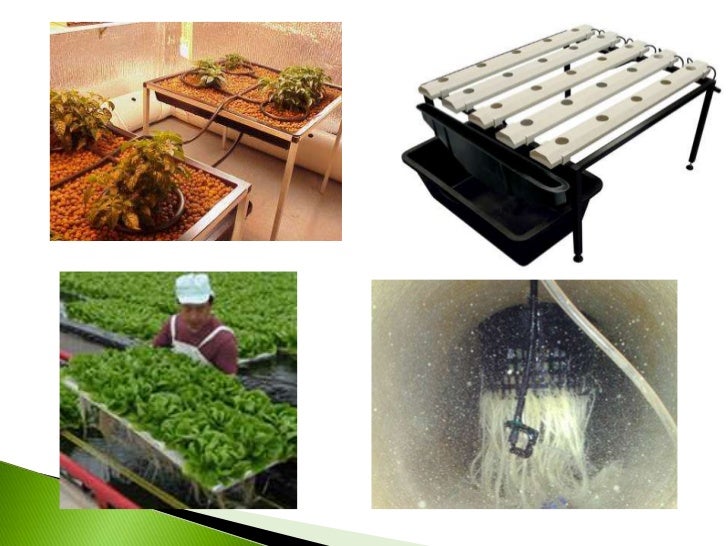 Greenhouse Vegetable Production