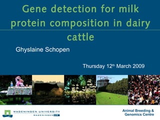 Animal Breeding &
Genomics Centre
Gene detection for milk
protein composition in dairy
cattle
Ghyslaine Schopen
Thursday 12th
March 2009
 