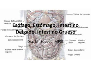 Esófago, Estómago, Intestino
Delgado, Intestino Grueso
Dra. M. Seudeal MPSS
 