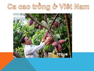 Gia Bao 3V
