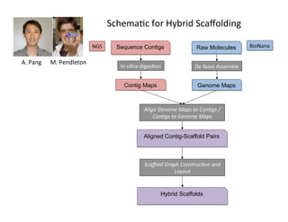 Sequence Contigs
Contig Maps
In	silica	diges1on	
Genome Maps
Aligned Contig-Scaffold Pairs
NGS	
De	Novo	Assemble	
Align	Genome	Maps	to	Con6gs	/	
Con6gs	to	Genome	Maps	
Scaﬀold	Graph	Construc6on	and	
Layout	
	A.	Pang	 	M.	Pendleton	
BioNano	Raw Molecules
Hybrid Scaffolds
Schema1c	for	Hybrid	Scaﬀolding	
 