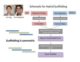 Sequence Contigs
Contig Maps
In	silica	diges1on	
Genome Maps
Aligned Contig-Scaffold Pairs
NGS	
De	Novo	Assemble	
Align	Genome	Maps	to	Con6gs	/	
Con6gs	to	Genome	Maps	
Scaﬀold	Graph	Construc6on	and	
Layout	
	A	P.ang	 	M.	Pendleton	
BioNano	Raw Molecules
Hybrid Scaffolds
Scaﬀolding	is	symmetric	
Schema1c	for	Hybrid	Scaﬀolding	
 