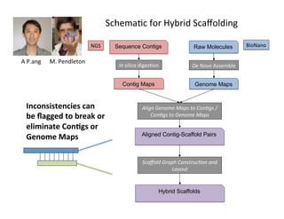 Sequence Contigs
Contig Maps
In	silica	diges1on	
Genome Maps
Aligned Contig-Scaffold Pairs
NGS	
De	Novo	Assemble	
Align	Genome	Maps	to	Con6gs	/	
Con6gs	to	Genome	Maps	
Scaﬀold	Graph	Construc6on	and	
Layout	
	A	P.ang	 	M.	Pendleton	
BioNano	Raw Molecules
Hybrid Scaffolds
Inconsistencies	can	
be	ﬂagged	to	break	or	
eliminate	ConHgs	or	
Genome	Maps	
Schema1c	for	Hybrid	Scaﬀolding	
 