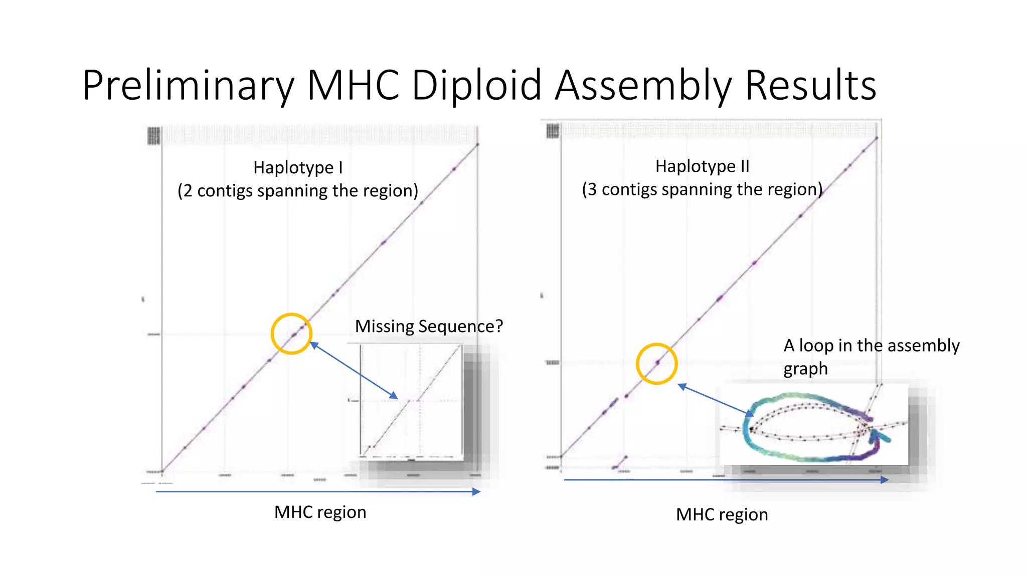 Preliminary MHC Diploid Assembly Results
MHC region MHC region
Haplotype II
(3 contigs spanning the region)
Haplotype I
(2 contigs spanning the region)
A loop in the assembly
graph
Missing Sequence?
 