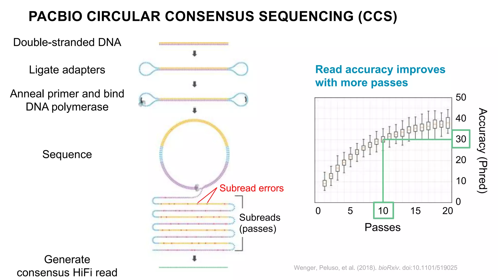 PACBIO CIRCULAR CONSENSUS SEQUENCING (CCS)
Double-stranded DNA
Ligate adapters
Anneal primer and bind
DNA polymerase
Sequence
Generate
consensus HiFi read
Subreads
(passes)
Subread errors
Passes
5 10 15 200
30
0
10
20
40
50
Accuracy(Phred)
Wenger, Peluso, et al. (2018). bioRxiv. doi:10.1101/519025
Read accuracy improves
with more passes
 