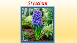 Hyacinth
 
