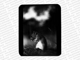 Giacomo brunelli