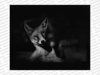 Giacomo brunelli