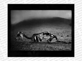 Giacomo brunelli