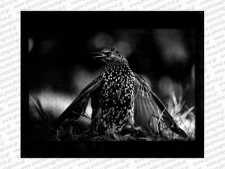 Giacomo brunelli
