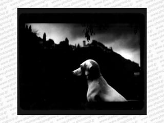 Giacomo brunelli