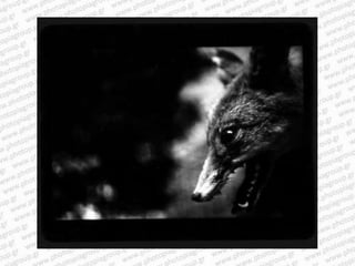 Giacomo brunelli