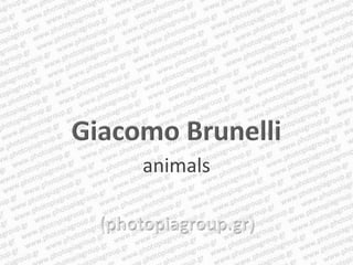 animals
 
