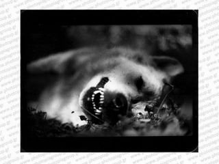 Giacomo brunelli