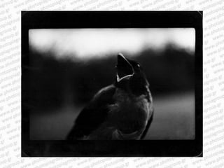 Giacomo brunelli