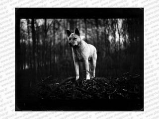 Giacomo brunelli