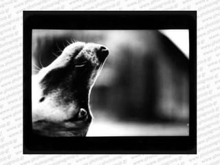 Giacomo brunelli