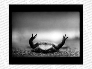 Giacomo brunelli