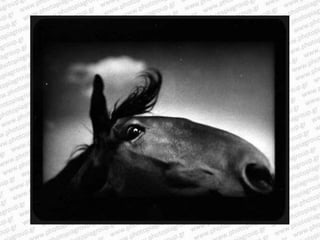 Giacomo brunelli
