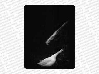 Giacomo brunelli