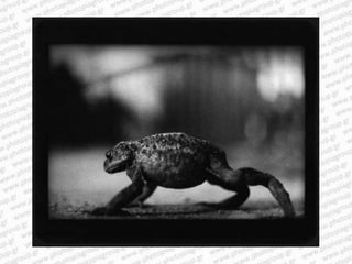Giacomo brunelli