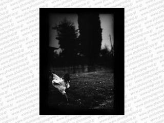 Giacomo brunelli